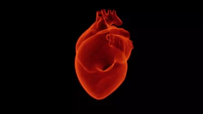 Serce człowieka – budowa, fizjologia, choroby
